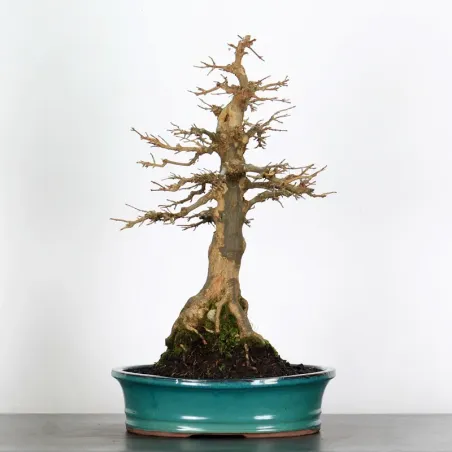 Érable "ACER BUERGÉRIANUM" 3-19