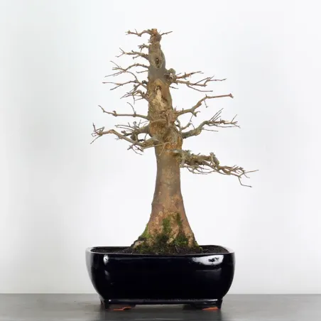 Bonsai Maple Burger AB-3-1