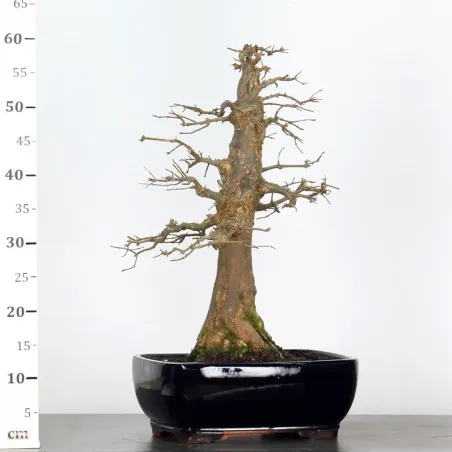 image supplémentaire - Érable "ACER BUERGÉRIANUM" 3-1