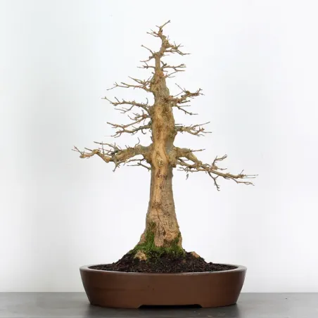 Bonsai Erable Burger AB-3-18