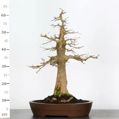 image supplémentaire - Érable "ACER BUERGÉRIANUM"...