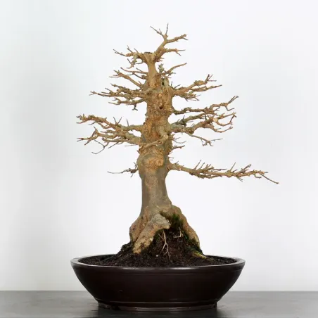 Bonsai Maple Burger AB-5-1