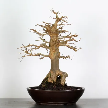 image supplémentaire - Érable "ACER BUERGÉRIANUM" 5-1