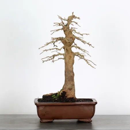 Bonsai Erable Burger AB-2-1