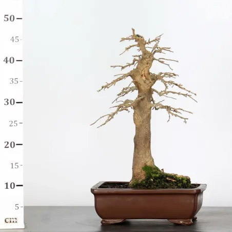 image supplémentaire - Érable "ACER BUERGÉRIANUM" 2-1