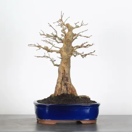 Bonsai Erable Burger AB-2-2