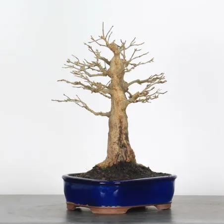 image supplémentaire - Érable "ACER BUERGÉRIANUM" 2-2