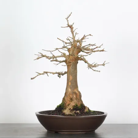 Bonsai Erable Burger AB-4-8