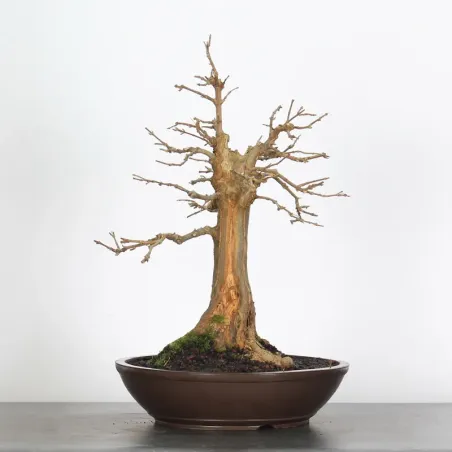 image supplémentaire - maple "acer buergerianum" 4-8