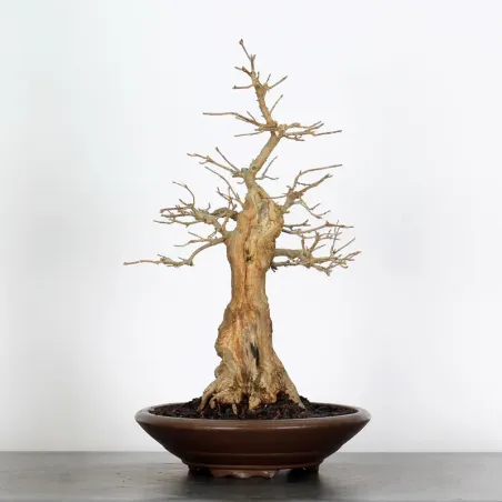 Bonsai Maple Burger AB-3-9