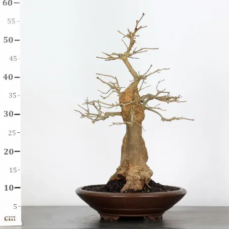 image supplémentaire - MAPLE "ACER BUERGERIANUM" 3-9