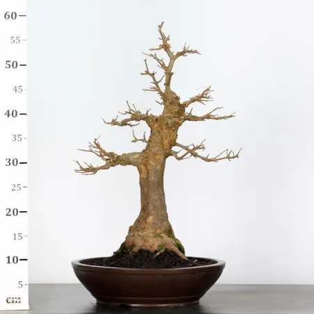 image supplémentaire - Érable "ACER BUERGÉRIANUM" 4-7