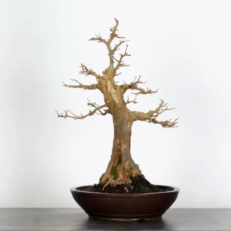 Bonsai Erable Burger AB-4-7