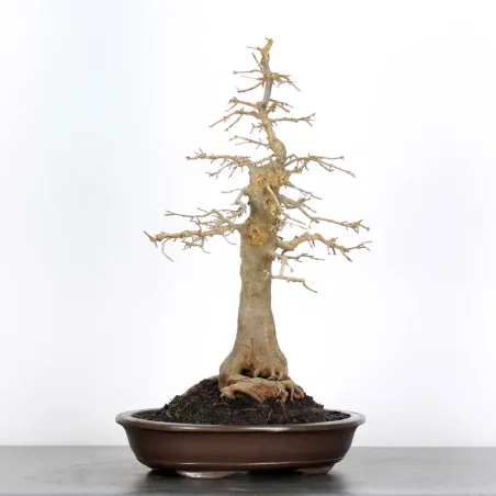 Bonsai Erable Burger AB-3-4