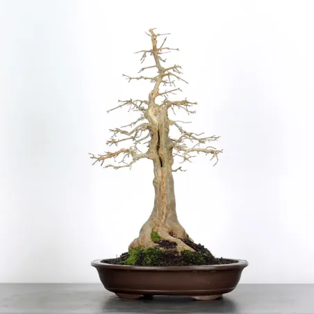 image supplémentaire - Érable "ACER BUERGÉRIANUM" 3-4