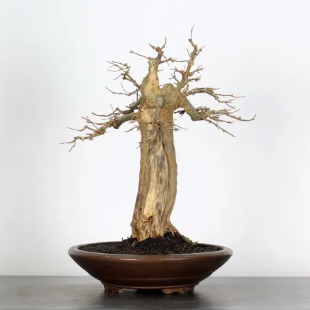 Bonsai Erable Burger AB-3-10