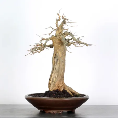 image supplémentaire - Érable "ACER BUERGÉRIANUM"...