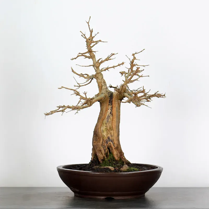 Bonsai Erable Burger AB-4-3