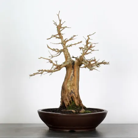 Maple "acer buergerianum" 4-3