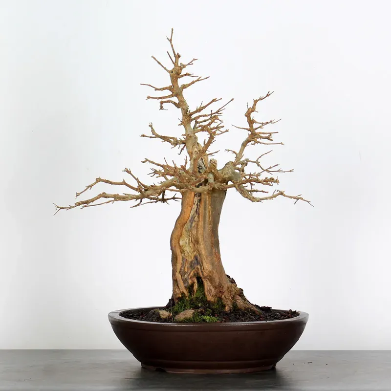 image supplémentaire - Érable "ACER BUERGÉRIANUM" 4-3