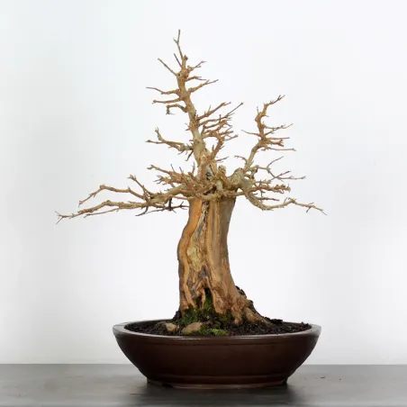 image supplémentaire - Maple "acer buergerianum" 4-3