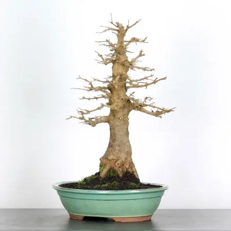 Érable "ACER BUERGÉRIANUM" 3-16