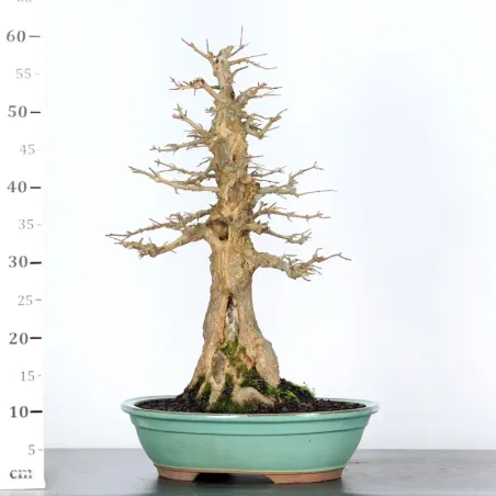 image supplémentaire - Maple "ACER BUERGÉRIANUM" 3-16