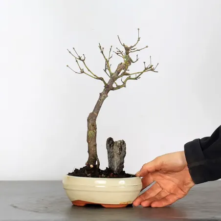 image supplémentaire - BONSAI JAPANESE MAPLE "ACER...