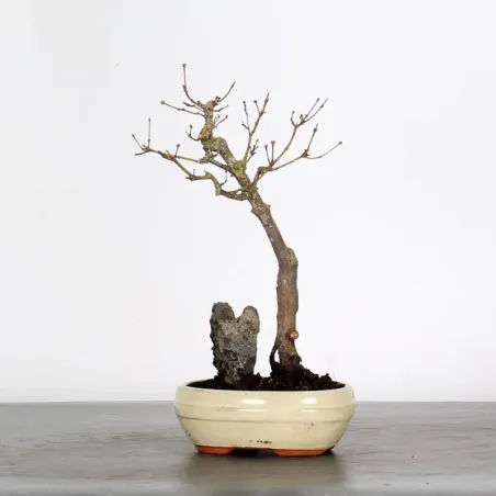 Bonsai Erable Palmatum Atropurpureum AA-1-1