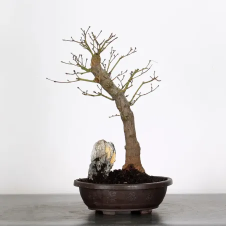 BONSAI JAPANESE MAPLE "ACER ATROPURPUREUM" 1-2