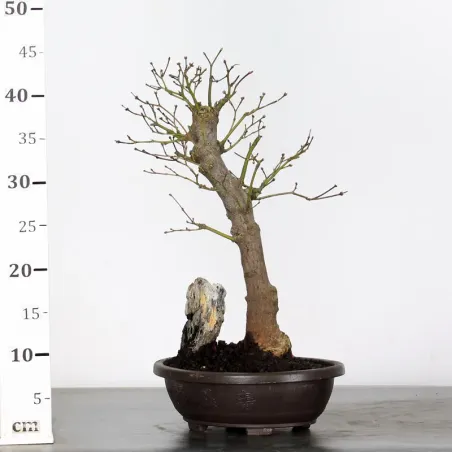 image supplémentaire - Érable du japon " ACER...