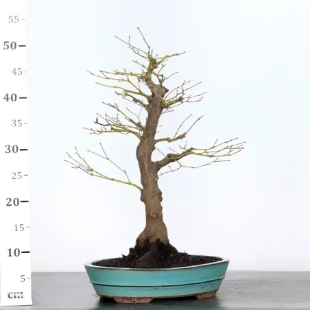 image supplémentaire - BONSAI JAPANESE MAPLE "ACER...