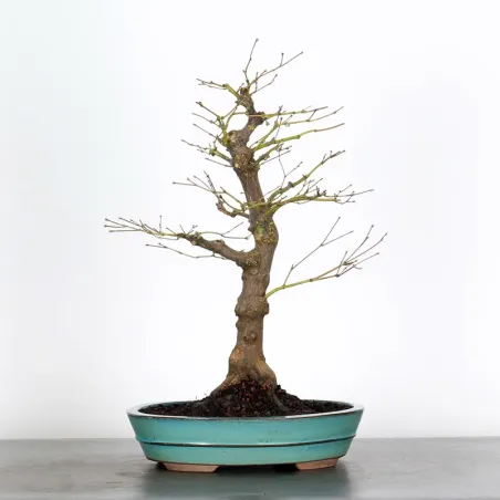 Bonsai Erable Palmatum Atropurpureum AA-1-3