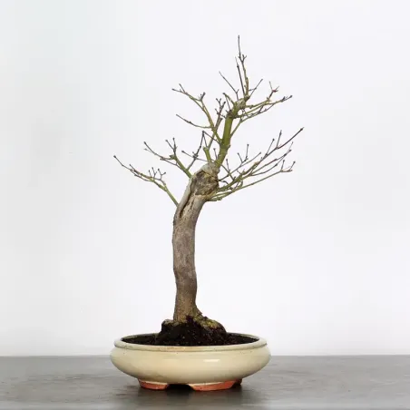 image supplémentaire - Érable du japon " ACER...