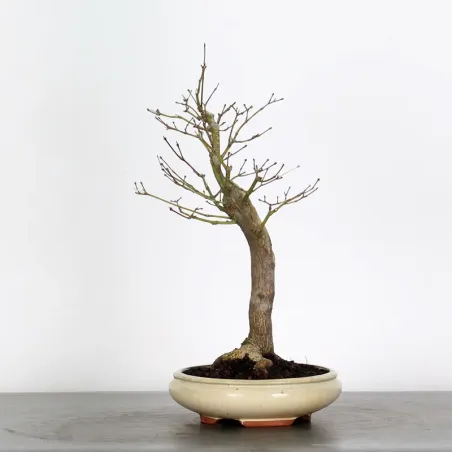 BONSAI JAPANESE MAPLE "ACER ATROPURPUREUM" 1-4