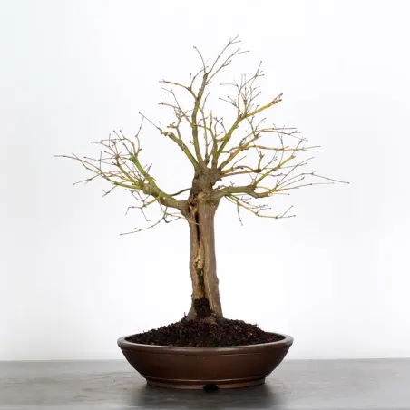 Bonsai Erable Palmatum Atropurpureum AA-1-5