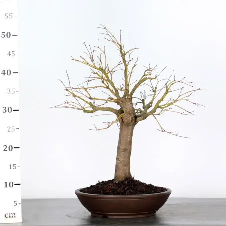 image supplémentaire - Érable du japon " ACER...