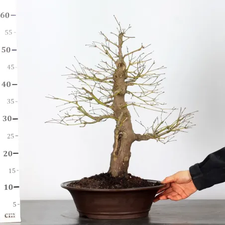 image supplémentaire - Érable du japon " ACER...