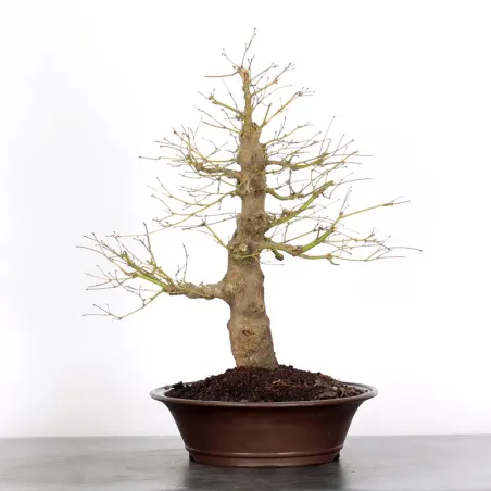 Bonsai Erable Palmatum Atropurpureum AA-1-6