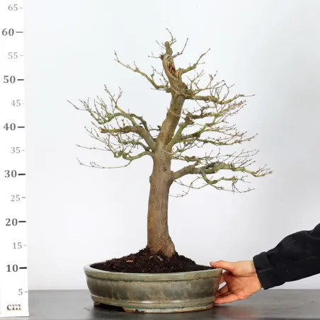 image supplémentaire - BONSAI JAPANESE MAPLE "ACER...