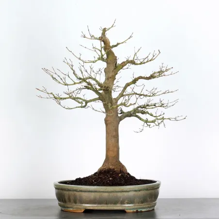 BONSAI JAPANESE MAPLE "ACER ATROPURPUREUM" 1-7