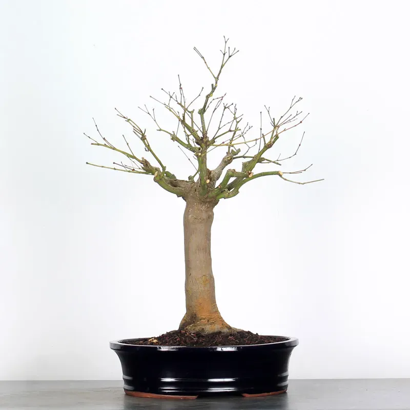 Bonsai Erable Palmatum Atropurpureum AA-1-8