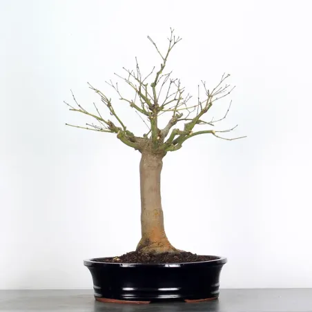 Maple Bonsai Palmatum Atropurpureum AA-1-8