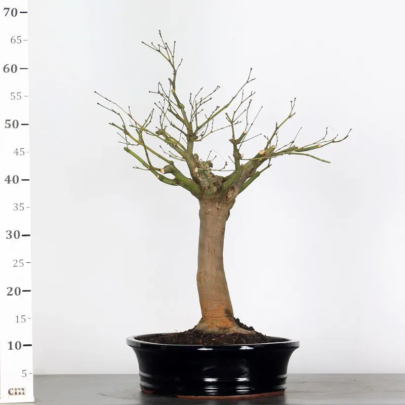 image supplémentaire - BONSAI JAPANESE MAPLE "ACER...