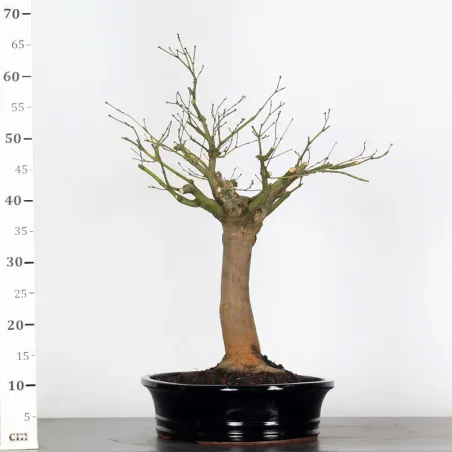 image supplémentaire - Érable du japon " ACER...