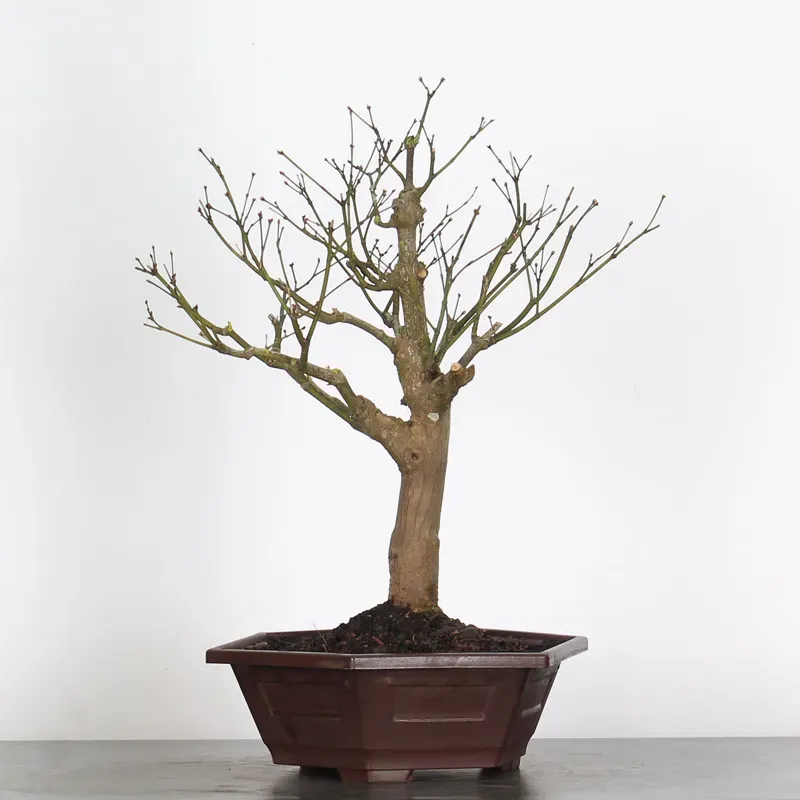 Bonsai Erable Palmatum Atropurpureum AA-1-9