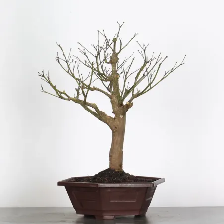 Bonsai Erable Palmatum Atropurpureum AA-1-9