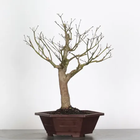 image supplémentaire - BONSAI JAPANESE MAPLE "ACER...
