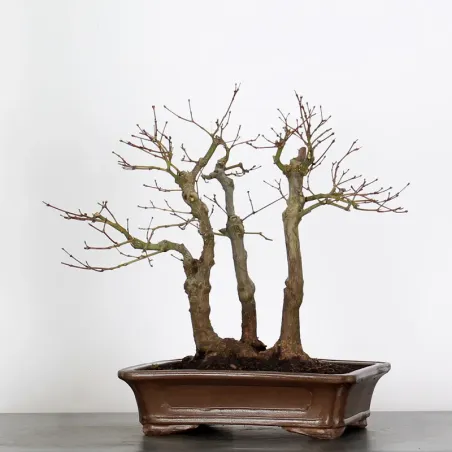 JAPANESE MAPLE FOREST "ACER ATROPURPUREUM" 1-10