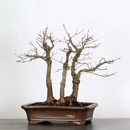 image supplémentaire - Forêt Érable du japon "...